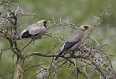 Wattled starlings (Creatophora cinerea) on acacia bush, Ndutu, Ngorongoro Conservation Area, southern Serengeti, Tanzania.