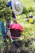A gardener bringing compost to a peony clump in spring.