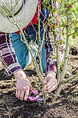 Regeneration pruning of a dusty rose of the 'Pierre de Ronsard' variety, step by step, at the end of winter. First step: removal of dead wood.