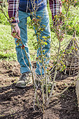 Regeneration pruning of a dusty rose of the 'Pierre de Ronsard' variety, step by step, at the end of winter. Starting situation: bald shrub with old wood.
