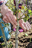 Regeneration pruning of a dusty rose of the 'Pierre de Ronsard' variety, step by step, at the end of winter. Second step: severe cutting of old stems.