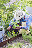 Gardener planting hollyhocks (Alcea sp) in spring.