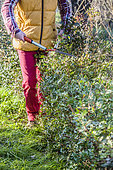 Gardener pruning a low hedge of evergreen (Mastic) at the end of winter.