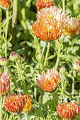 Marigold 'Orange Flash', Calendula officinalis 'Orange Flash', flowers
