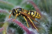 European paper wasp (Polistes gallicus) on Borage (Borago officinalis), Bearn, France