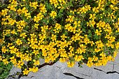 Western Gorse (Genista hispanica occidentalis) on moorland and limestone rocky outcrops, f, Pyrenees, France