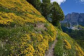 Val d'Azun: slope covered by Western Gorse (Genista hispanica occidentalis), facing the Camplong Organs, Vallée d'Aspe, Pyrenees, France