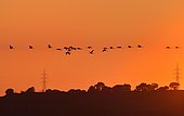 Common Cranes (Grus grus) reaching the Montmesa reserve at sunset, Huesca, Aragon, Spain