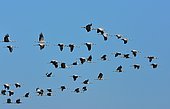 Migrating cranes (Grus grus), Sotonera Nature Reserve, Huesca, Aragon, Spain