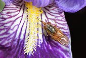 Common snout-hoverfly (Rhingia campestris) on flower, Bearn, France