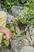 Man planting a perennial in a stone wall, step by step.