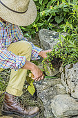 Man planting a perennial in a stone wall, step by step.