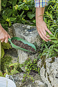 Man planting a perennial in a stone wall, step by step.