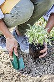 Planting of a variegated officinal sage (Salvia officinalis) 'Icterina'.