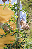 Woman tying a tomato stalk to is stake, in summer.