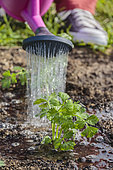 Planting of celeriac in the vegetable garden in summer.