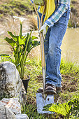 Man planting an Arum lily (Zantedeschia aethiopica) on the edge of a pond in spring.