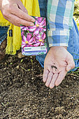 Man sowing 'Picotee' cosmos in place