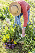 Man harvesting chard (Beta vulgaris cicla) in winter. Or chard pears, at the end of winter and spring in mild climate.