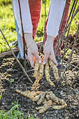 Harvest of helianthis (Helianthus strumosus), a root vegetable cousin of Girasole, in winter.