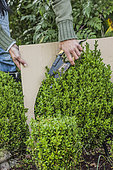 Gardener cutting a boxwood into a ball following a template cut out of cardboard.