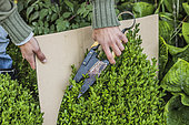 Gardener cutting a boxwood into a ball following a template cut out of cardboard.