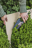 Gardener cutting a boxwood into a ball following a template cut out of cardboard.