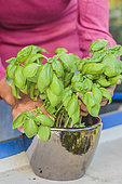 Gardener placing basil bought in pots on his balcony. Simply placed in a flowerpot on a windowsill, store bought basil will remain available on hand throughout the season.