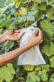 Bagging of 'Chasselas' grapes, at the end of summer.