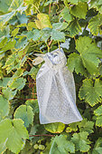 Bagging of 'Chasselas' grapes, at the end of summer.