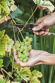 Harvest of 'De Fontainebleau' Chasselas grapes, in autumn, with vineyard scissors.