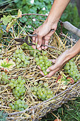 Placement of bunches of 'De Fontainebleau' Chasselas grapes on a bed of straw. This ancient technique allows the bunches to be preserved until the heart of winter.