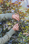 Trellising a purple beech hedge to thin it out.