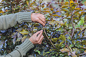 Trellising a purple beech hedge to thin it out.