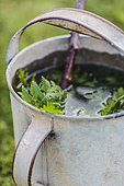 Common tansy macerating in an old galvanized container, to make a plant extract.