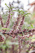 Blooms a male Yanagi Ichigo (Debregeasia orientalis), a shrubby Chinese urticaria with edible fruit and providing textile fibre.