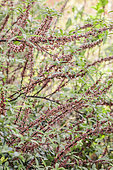 Blooms a male Yanagi Ichigo (Debregeasia orientalis), a shrubby Chinese urticaria with edible fruit and providing textile fibre.
