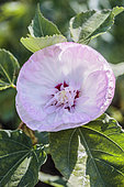 Swamp Rosemallow (Hibiscus moscheutos), a variety of Ukrainian origin.