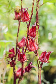 Fruits of Carcade or Roselle (Hibiscus sabdariffa), an infusion plant