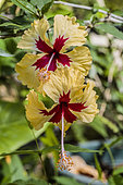 Chinese ibiscus (Hibiscus rosa-sinensis) 'Sylvia Goodman'