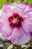 Swamp Rosemallow (Hibiscus moscheutos) 'Cheesecake'