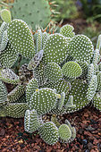 Polka dot Cactus (Opuntia microdasys var. albispina fm. macroguttata)