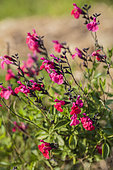Baby Sage (Salvia microphylla) 'Pink Blush'