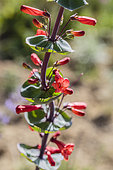 Portrait of Scarlet beardtongue (Penstemon murrayanus), American dryland perennial