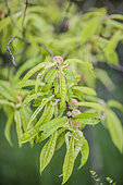 Peach tree suffering from iron chlorosis in calcareous soil.