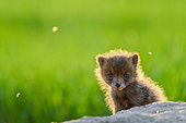 Red fox (Vulpes vulpes) portrait, Slovakia