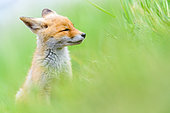 Red fox (Vulpes vulpes) portrait, Slovakia