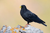 Alpine Chough (Pyrrhocorax graculus), side view of an adult standing on a rock, Trentino-Alto Adige, Italy