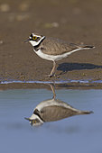 Little Ringed Plover (Charadius dubius), side view of an adult standing on the mud, Campania, Italy