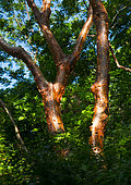 Papelillo tree, Palo blanco tree, Bursera simaruba, Majaguas hill, Pacific lookouts, Lo de Marcos village, Riviera Nayarit, Pacific Ocean, Nayarit State, Mexico, Central America, America